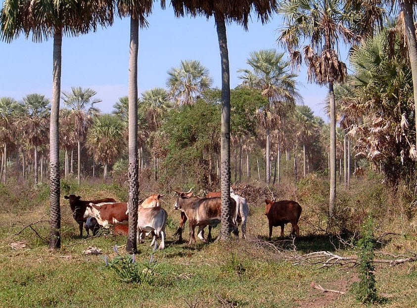 Tinfunque, Presidente Hayes Department, Paraguay